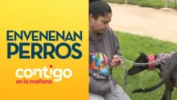 "SOMEONE IS DOING IT": Neighbor reports dogs being poisoned at dog park - Contigo en la Mañana