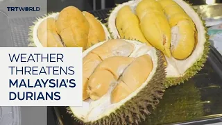 Bumper harvest and rising costs squeeze Malaysia’s durian farmers