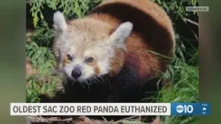 Oldest Sacramento Zoo red panda euthanized