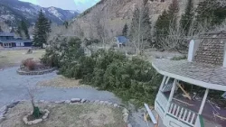 Сильный ветер повалил историческое дерево в Джорджтауне.