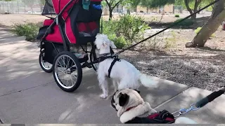 North Scottsdale's new $6M dog park at Thompson Peak opens