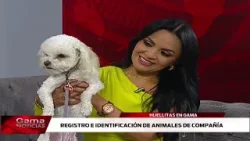 ? Huellitas en Gama | Registro e identificación de animales de compañía. /  20-2-2026