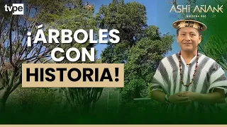 Peru's Most Valuable Trees: Living History We Must Protect