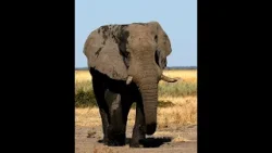 فيل ضخم يتجول بأحد الشوارع الأمريكية.. مشهد مخيف