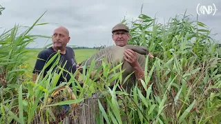 Uitleg: Zo wordt er op overlastganzen gejaagd