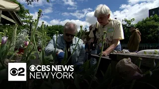 Gardening program helping NYC seniors boost brain health