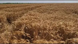 Viaţa satului: Grâul românesc, pe muchia calităţii (@TVR1)