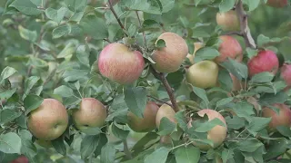 Local Ripon apple orchard optimistic for fall season despite warm summer weather