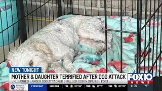 Mom says roaming dog attacked her leashed dog as daughter held leash