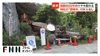 樹齢800年前後・高さ25メートルの御神木ケヤキが倒木　古河市指定文化財、けが人なし　茨城・雀神社（2026年08月01日）