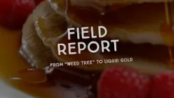Field Report: From "Weed Tree" to Liquid Gold