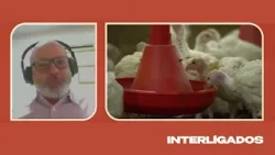 Como a IA auxilia na tomada de decisões nutricionais da produção de aves e suínos? Como a IA auxilia na tomada de decisões nutricionais da produção de aves e suínos?