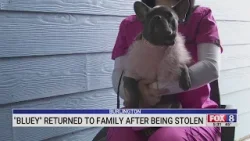 Burlington bulldog returned to family after being stolen