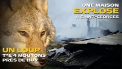 HEBDO DE LA PROVINCE DE LIÈGE : ATTAQUE DE LOUP, EXPLOSION D'UNE MAISON, CARNAVAL, 5E PLACE AUX JO HEBDO DE LA PROVINCE DE LIÈGE : ATTAQUE DE LOUP, EXPLOSION D'UNE MAISON, CARNAVAL, 5E PLACE AUX JO