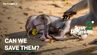 The Battle to Save Endangered Species Isn't Over. Meet the People Fighting It