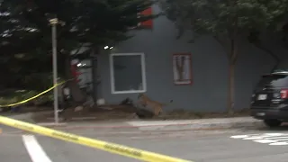 VIDEO: Mountain runs through San Francisco neighborhood before being tranquilized during standoff