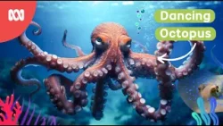 Octopus competes in dancing competition | Reef School Stories