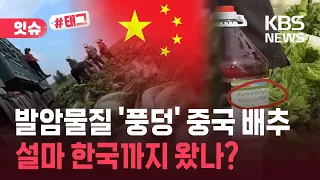 [Issue#Tag] Controversy over Chinese "Carcinogen-Soaked Napa Cabbage"... Did it reach Korea? / KB...