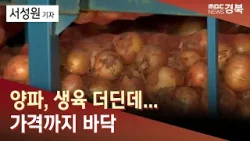 양파, 생육 더딘데… 가격까지 바닥 / 안동MBC