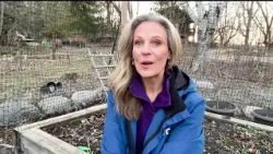 Доступ к Среднему Западу: Яичный салат от Вив после Пасхи