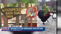 Search for missing rooster, local restaurant offering reward for safe return | Action News Jax