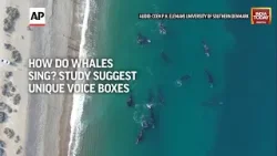 How Do Whales Sing? Lab Experiments Suggest Their Voice Boxes Have A Unique Feature