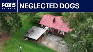 Officers find 18 dogs in filth before finding dead puppy