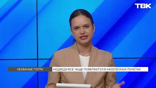 Bears Continue to Wander Into Human Settlements in Krasnoyarsk Krai