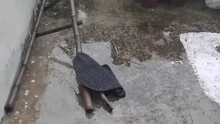 Red Alert: Heavy Rainfall in Jammu, 7 dead in Poonch landslides and 4 in Doda