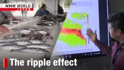 El Nino's warm waters leave Peruvian fishing high and dryーNHK WORLD-JAPAN NEWS