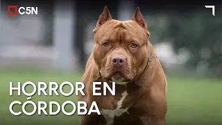 3-year-old boy dies after PITBULL attack in CÓRDOBA