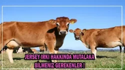 Jersey Irkı Hakkında Bilmeniz Gerekenler !