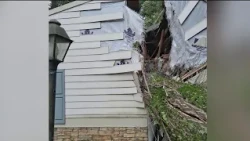 Falling tree splits family home in half while they sleep