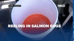 Chinook salmon spawning run underway at Strawberry Creek in Door County