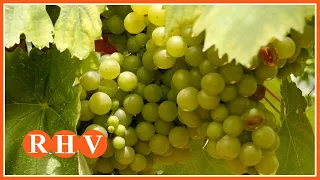 AVA-ASAJA warns of a commercial standstill for Valencian grapes one month before harvest