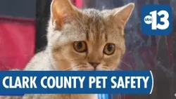 Clark County launches free 24/7 lost pet microchip scanning stations