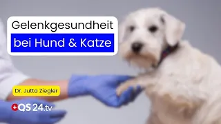 Arthritis, Lameness & Co.: When Movement Becomes a Burden – Dr. Jutta Ziegler – Natural Medicine ...