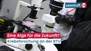 An Algae for the Future? - Cancer Research at the BTU