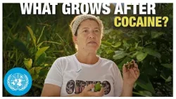 The Same Soil: What Grows After Cocaine | United Nations