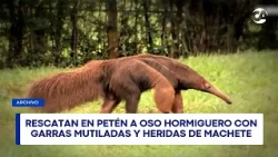Anteater with mutilated claws and machete wounds rescued in Petén