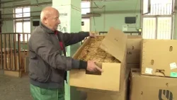 Заврши откупот на ланскиот тутун, од утре ќе се склучуваат новите договори за престојната реколта