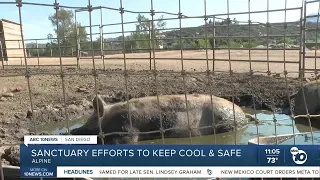 How Alpine Acres Sanctuary Farm is keeping animals and visitors cool during the heat