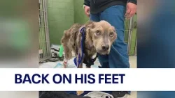 Emaciated dog at Chicago animal rescue holding strong in recovery