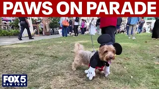 Paws on parade at Bryant Park