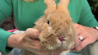 Pet CHEK: Affectionate bunny Nico and the growing issue of pet rabbit dumping