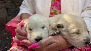 Pet CHEK 7th anniversary: Finding homes for close to 1,000 rescue animals