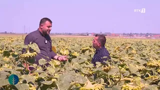 Toka - Luledielli me rendimend rekord 21.09.2026