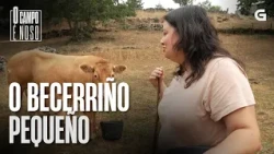 O BECERRIÑO pequeno | O CAMPO É NOSO