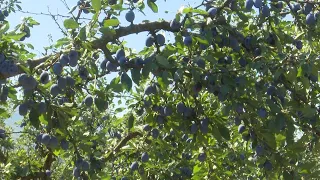 Frutikultura në fazën e vjeljes, agronomët: Prodhim i mbarë këtë sezon
