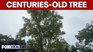 Maplewood residents oppose developer plan to remove centuries-old tree